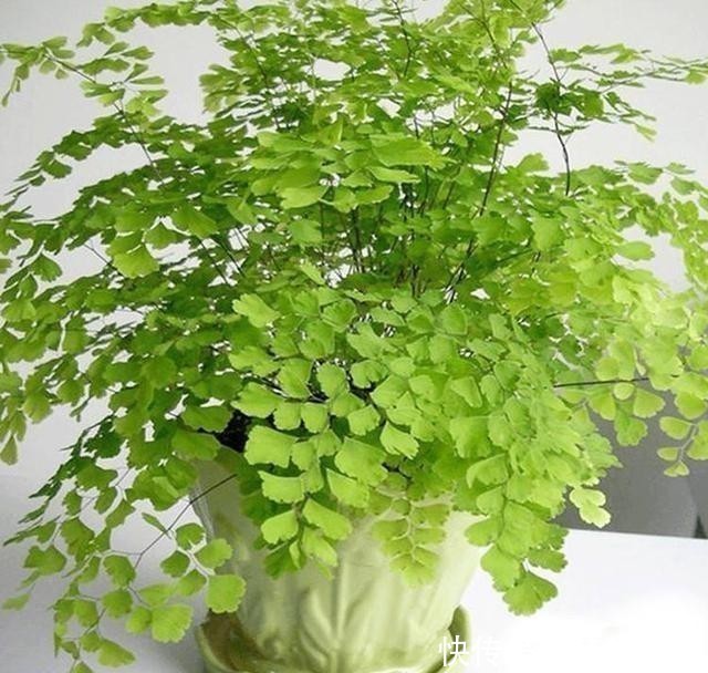 室内没有光照,养4种耐阴花卉,绿叶满盆不在话下