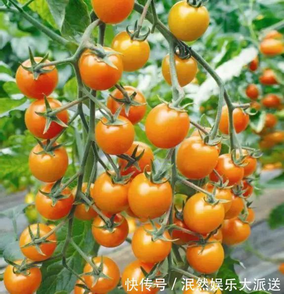 3种“水果”蔬菜，阳台就能种，青脆爽口，老人小孩都爱吃！