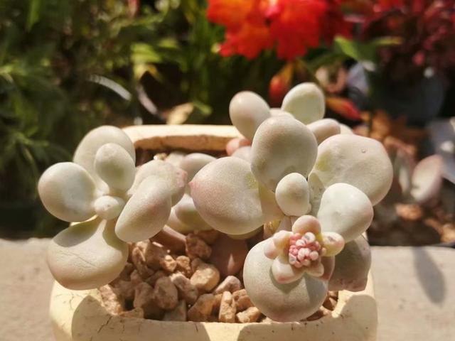 它们不是桃蛋，只是和桃蛋很像，有的香气十足，有的和汤圆一样圆