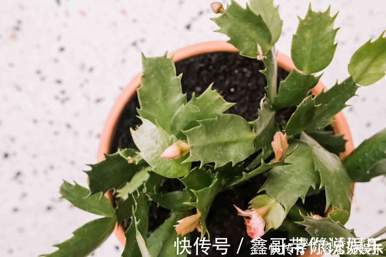 花苞|养盆栽蟹爪兰掌握10点就足够,看完就知道为啥叶子干瘪、不开花