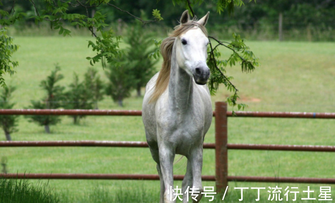 马人|未来一个月，属马人得到财神眷顾和关照，职场开挂事业飞黄腾达