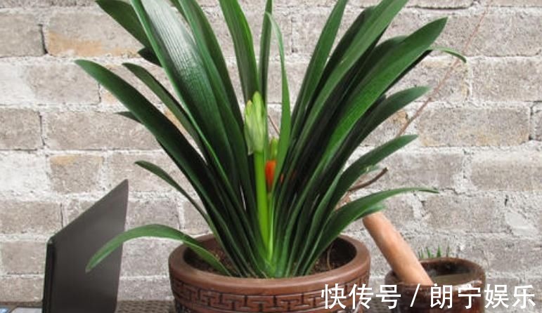 植物|君子兰迟迟不开花别着急,几招催花方法,让君子兰砰砰开花