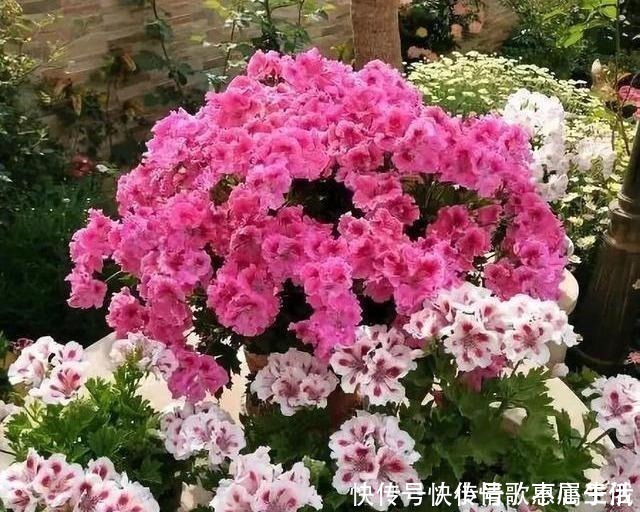 养花|阳台养花,就选这几种,一个月不浇水,也能打鸡血似的开满花!