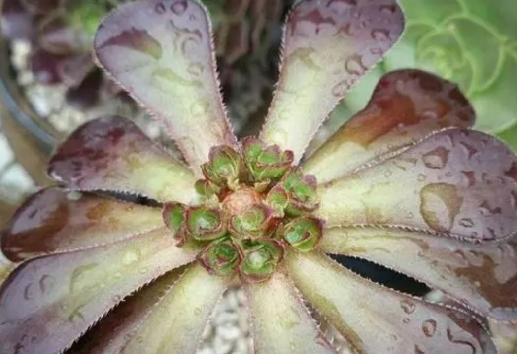 养多肉黑法师,在枝头部位切一刀,爆出更多大“花头”