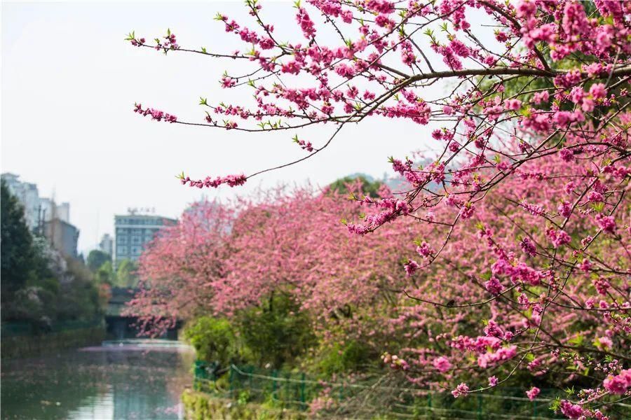 花海|看花，何必去远方——剑河花海正怒放