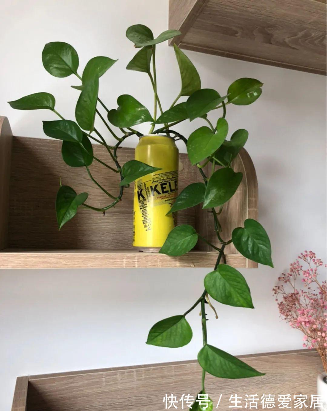 绿萝|绿萝穷养,兰花富养,才能养成宝贝,你真的懂吗?