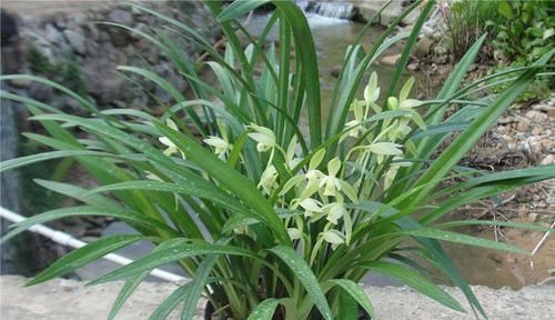 养花就养这几款,花朵粉嫩丰腴,花大色鲜胜百合,放在阳台美翻了