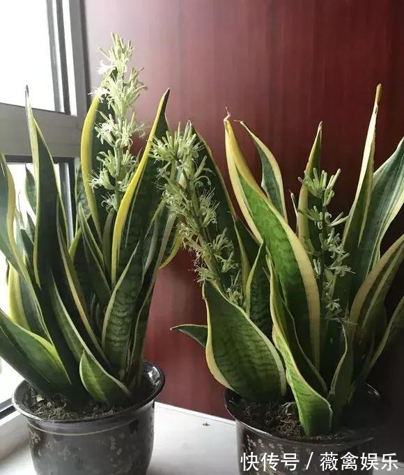 虎尾兰盆里加点2种“液体”，新芽不断，叶子挺拔，开花特香！