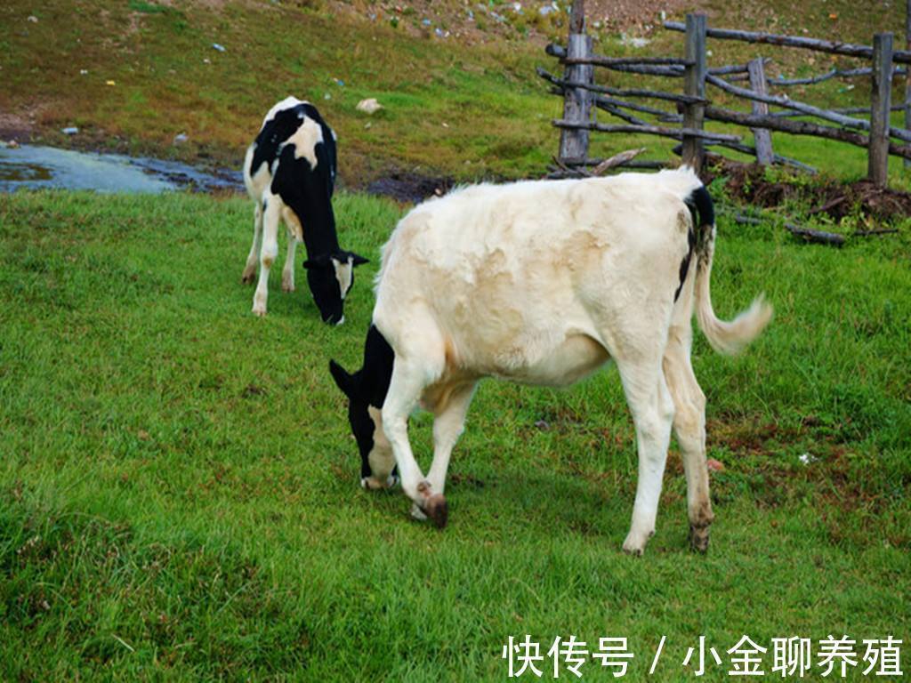 牛犊|犊牛消化不好拉稀喂点什么药?牛犊消化不良拉稀用什么药?