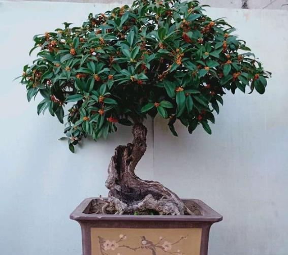 桂花树|什么发财树、平安树,都不如“2种树”,养成老桩后,很值钱!