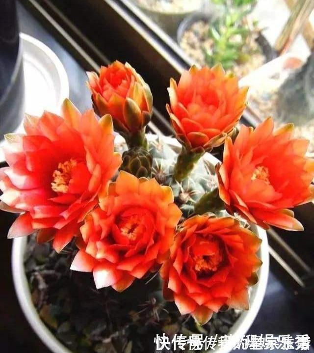 家里养这5种花，怎么折腾也不死，养一盆爆一盆，懒人也合适