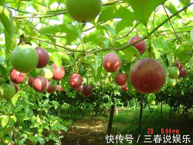 播种|这种水果太好养，1粒种子就能爬满阳台，年年都有水果吃！
