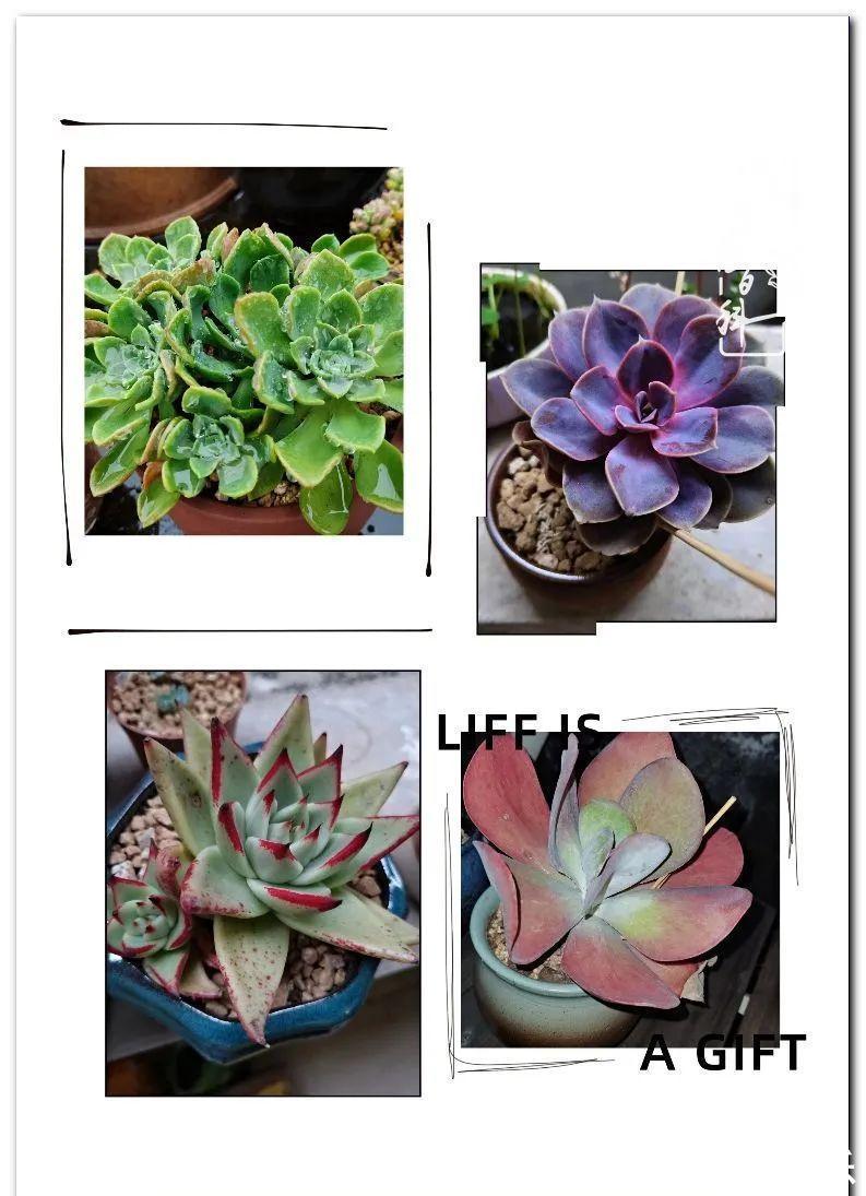 养多肉,慢慢来,我们一起沉淀再绽放!