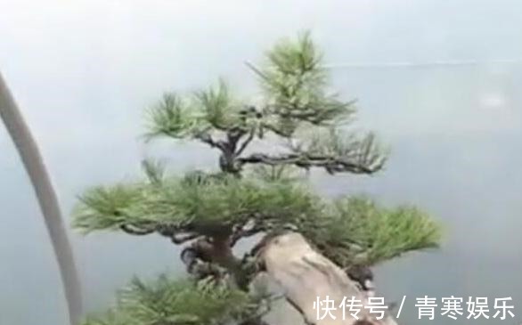 舍利|白骨森森,的舍利松树盆景图解,10图10个步骤,为大家解惑