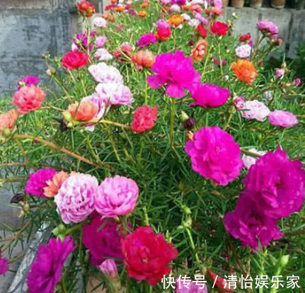 “3种花”最适合懒人养,1个月不浇水,越长越旺,开出漂亮的花朵