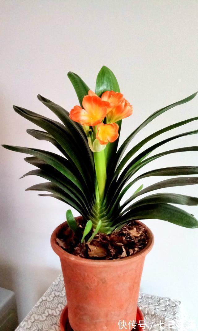 养君子兰不懂“浇水”,等于养不会养,浇前“摸摸土”,才更靠谱