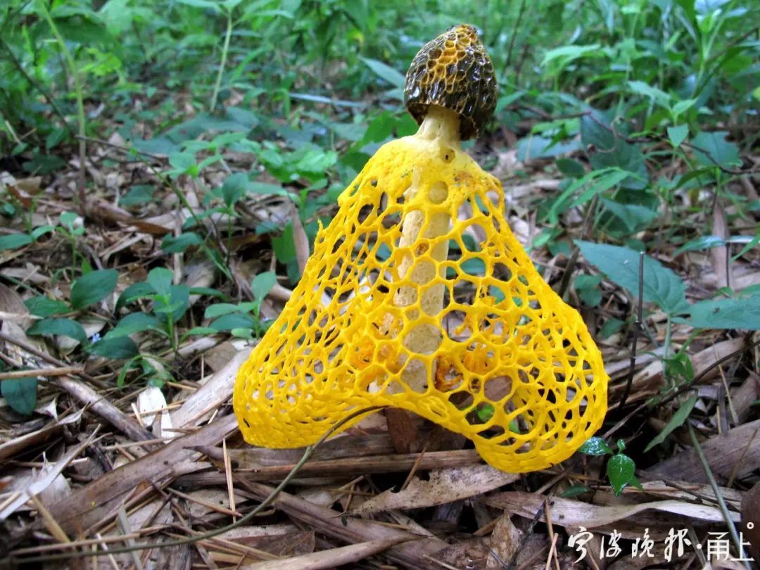 蘑菇|多人食用后中毒!医生:没有特效药,死亡率很高