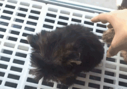 |搞笑GIF:这种场面太尴尬 吓得我赶紧关上了门