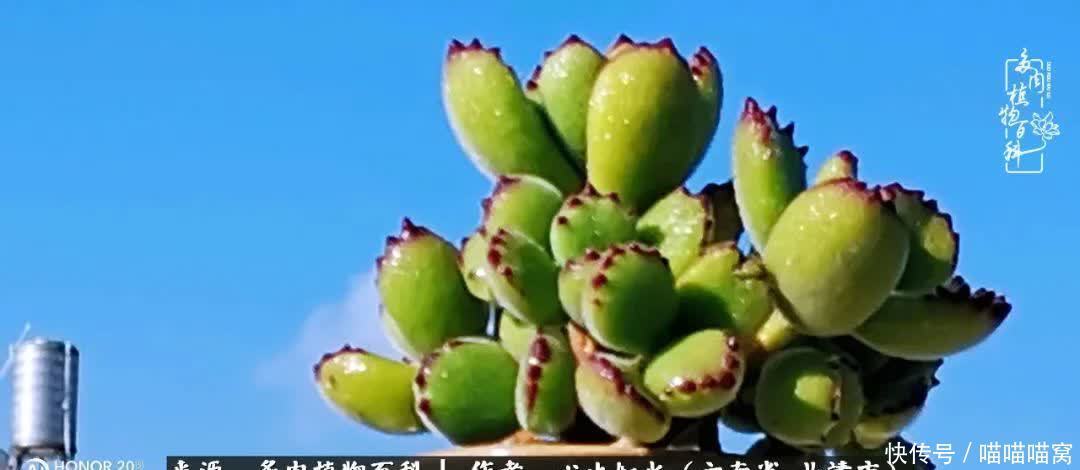 多肉|你是爱,是暖,是希望,你是人间四月天!