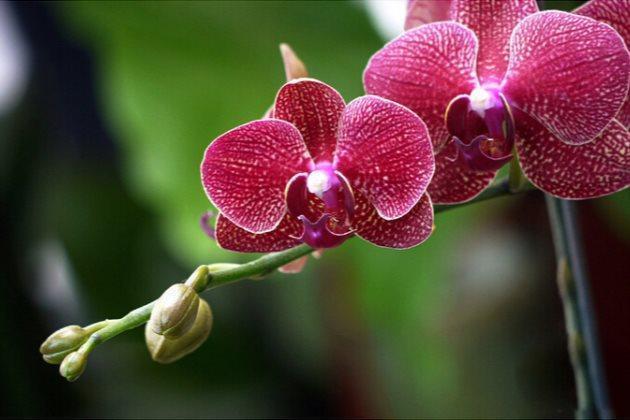 买回来的蝴蝶兰,这样养护,茎壮花也多,萌新涨姿势