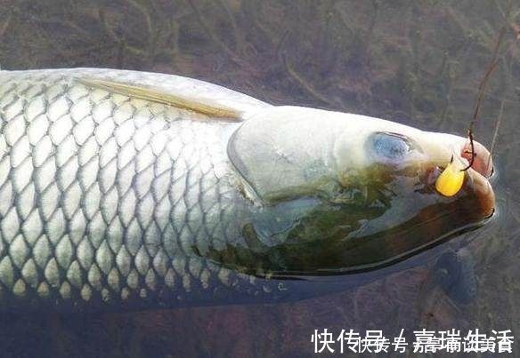 钓骨|玉米钓鱼有奇效老钓骨教你如何正确挂钩玉米钓大鱼