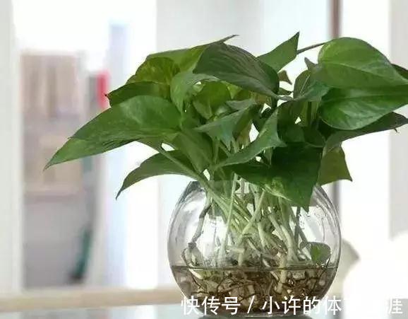 水培瓶|水培瓶里放点它，花卉植物不烂根不黄叶，半个月就能生根长爆盆