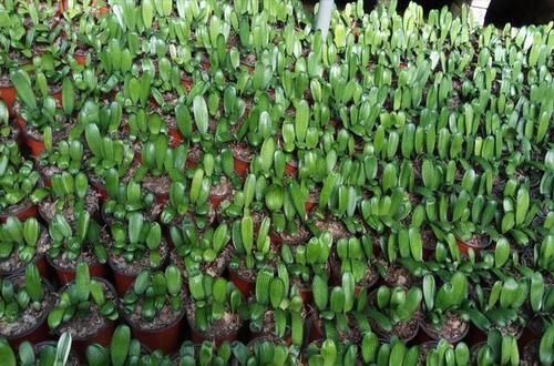 果子|张大爷花100买了1筐“果子”,拿回家埋盆里,养出上千棵君子