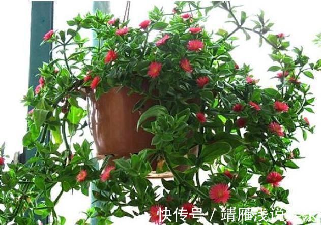 月季花|客厅养上3种花，做好这几点，不久变成“大花房”，芳香更宜人