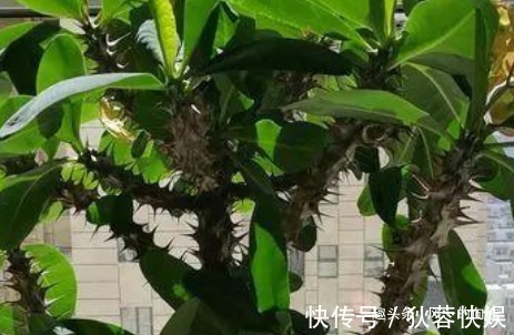 这3种“懒人花”，好看又耐旱，越旱越开花，水多很容易死