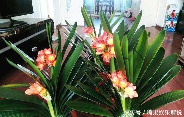 君子兰,两种“零食”喂下去,叶肥花多,爆满盆