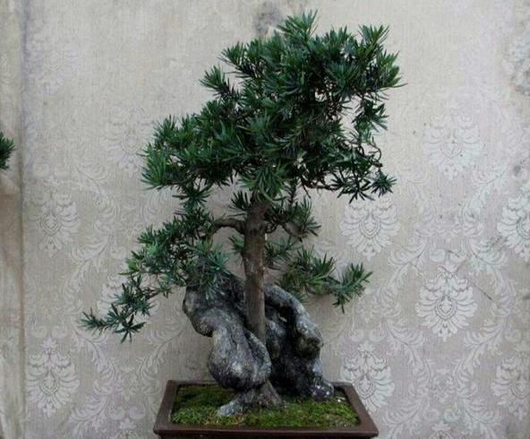 扦插|盆栽罗汉松,只需学3招,省钱又好养,新手花友涨知识了