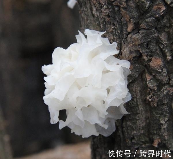 皮肤|40岁女人别不舍得保养,多吃这些“碱性食物”,皮肤细腻光滑