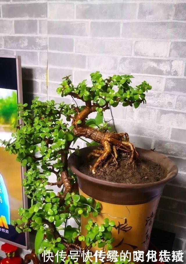 桂花|此花能当“传家宝”,一样就是几十年,老桩粗、叶子密!