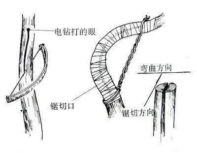 盆景造型，棕丝捆扎技术详解