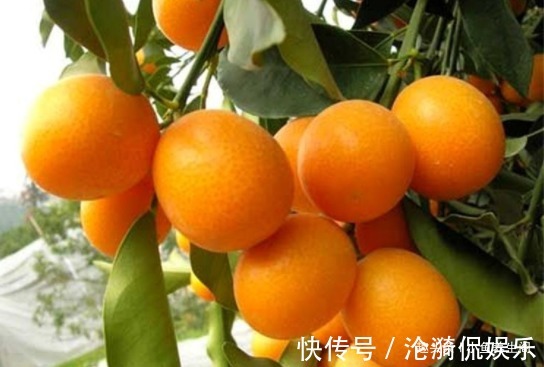 青葡萄|女人想皮肤好，可常吃以下食物，排毒抗衰，美容养颜，呵护身体