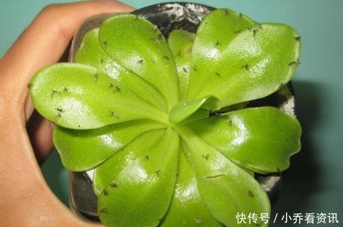 养花招“小飞虫”,1个“土办法”,小虫3天消灭光!