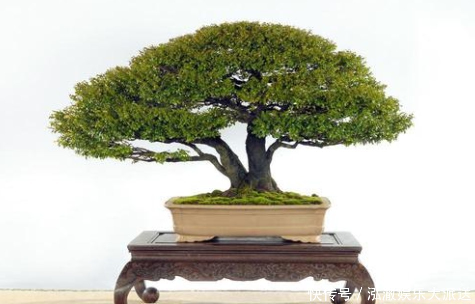 家中养花不要乱,6种“镇宅花”可以养,2种“破财花”不能养