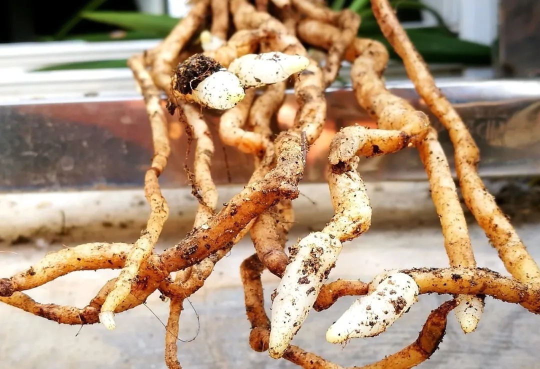 野生|家养兰花常发病,为什么野外的兰花病害少?兰友一语道破玄机