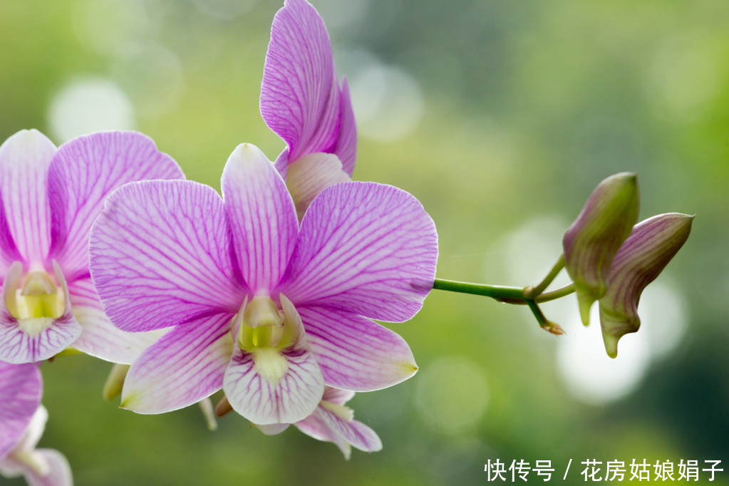 三分钟时间，带您了解石斛兰的养护技巧，养好石斛兰就这么简单
