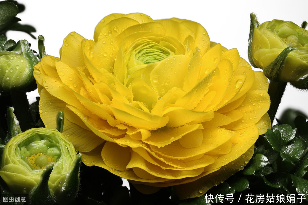 满枝|开花结果前,用啥花肥多不如它,养啥旺啥,花爆盆果子挂满枝