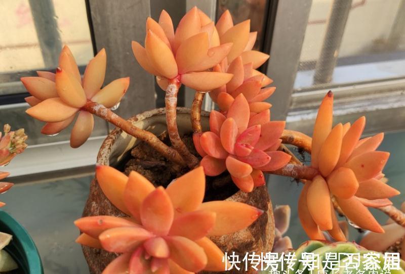 茎秆|多肉铭月皮实又常见,但养好了同样好看,我就喜欢这种好养的多肉