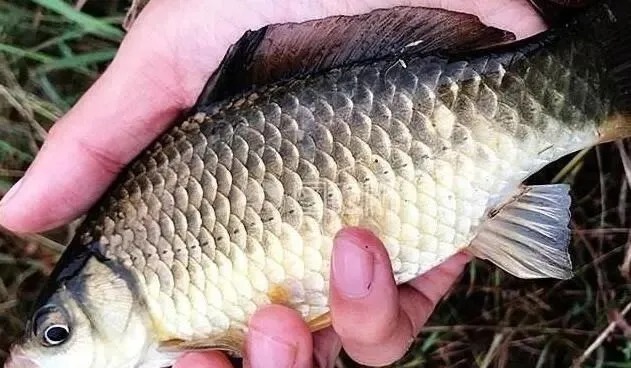 冬季如何专钓大板鲫?钓鱼高手的4个绝招赶紧收好,保你钓的爽!