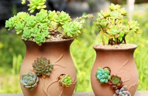 多肉在什么情况下需要浸盆？怎样浸盆才是正确的操作方式？
