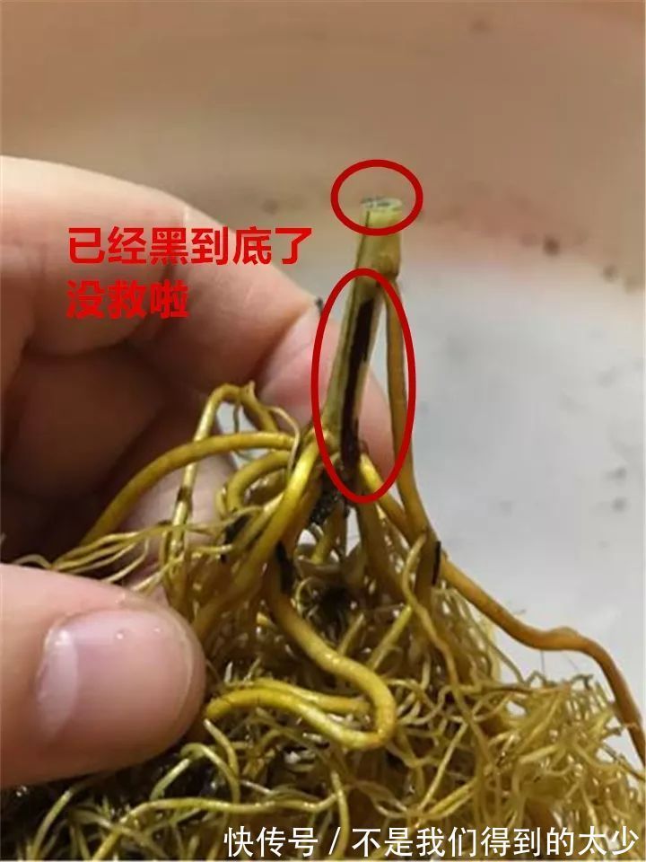 养花技巧最难养的花，买多少死多少，想想就生气！