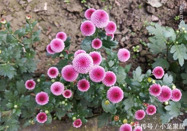 新宠|小米菊,阳台盆栽“新宠”,观赏价值高,多季节开花,养护也不难