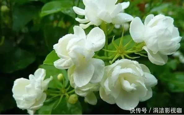 4种富贵花,好养漂亮花期长,人见人爱,寓意超好的