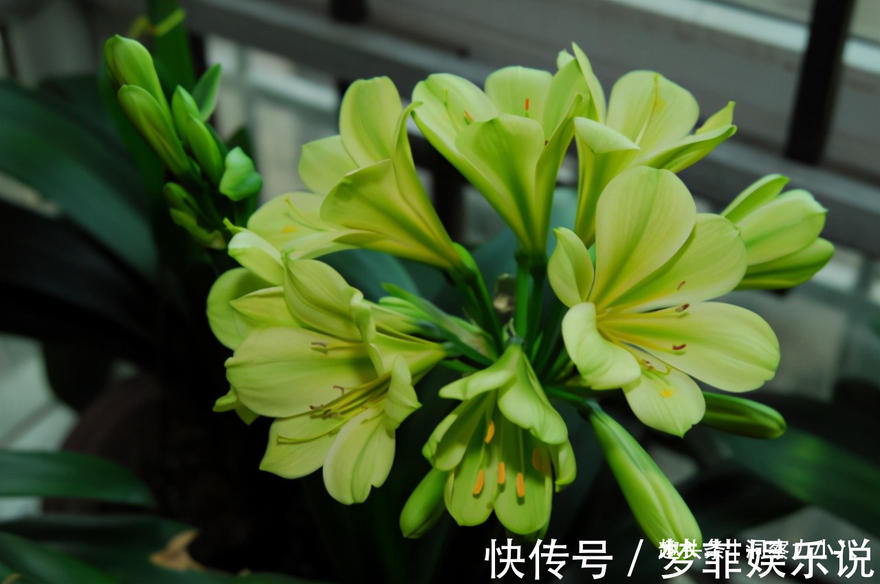 浇水|君子兰开花不积极,勤做“三动作”,撒欢长不夹箭,绽放层叠群兰