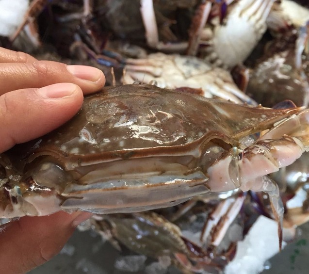 清蒸螃蟹,直接蒸是大错!多加1步,螃蟹不掉腿不流黄,鲜嫩美味