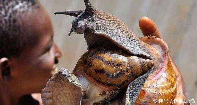 中国|中国人不敢碰,却被非洲人吃到快灭绝了,一年吃上百万斤