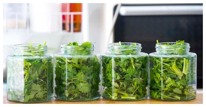 香菜保存有诀窍,3种储存方法,随吃随取,不发黄不腐烂,去试试